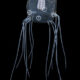 A photo of a Caribbean box jellyfish with four rhopalia circled in white.